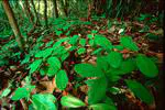Seed Dispersal